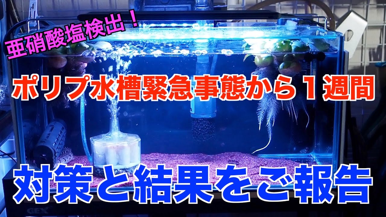ポリプ緊急事態から一週間！対策とその結果をご報告します！ 【古代魚 