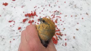 Ловля птиц (щуры/снегири)