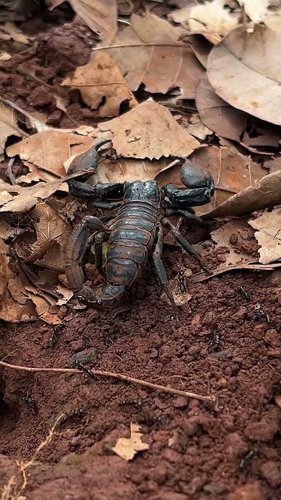 Insect Warfare Giant Scorpion and the Army of Ants #wildlife