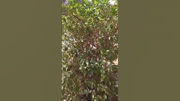 قران كريم سورة الكهف