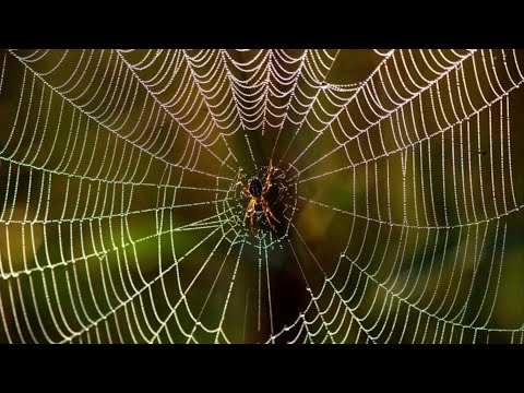 New technology could help scientists learn spider language