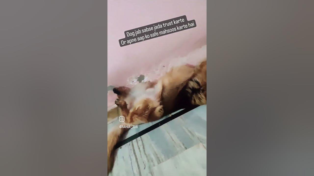 Dog jab sabse jyada safe mahsoos karte hai to aise sote hai. doglovers