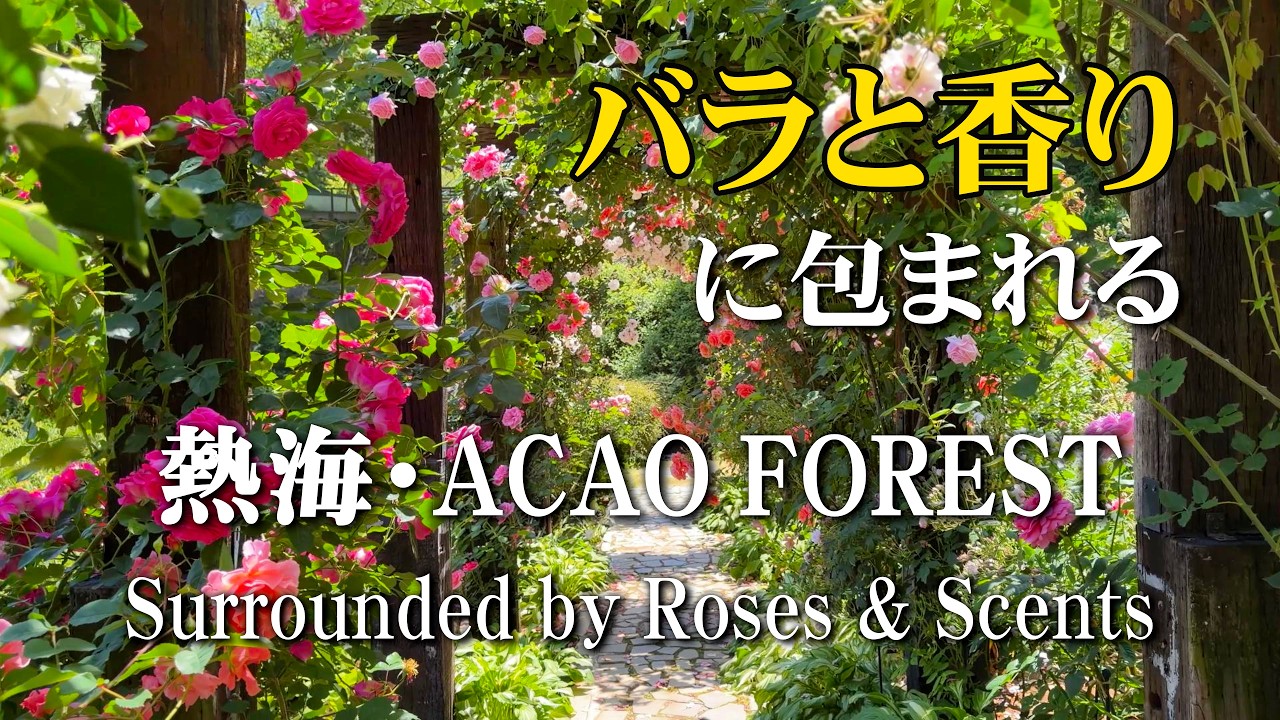 静岡・熱海】春バラが咲き誇るACAO ROSE FESTA 2026｜バラと香りに癒さ