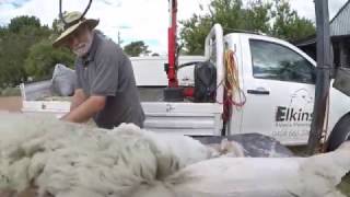 Close up Alpaca Shearing