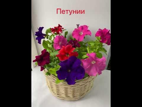 Садовые Цветы в корзине - YouTube