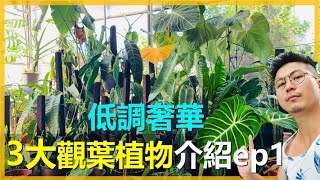 【觀葉植物EP1]現在觀葉植物的價錢大降價龜背芋屬、蔓綠絨屬以及花燭屬都有哪些低調奢華的品種呢?愛種花的伊恩monsteraphilodendronAnthurium。