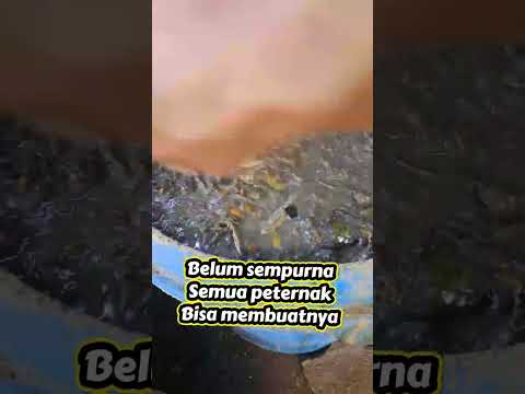 BBO #bbo #suksesbeternak #pakanterbaik