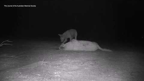 Dingo cannibalism - dog eat dog - observation
