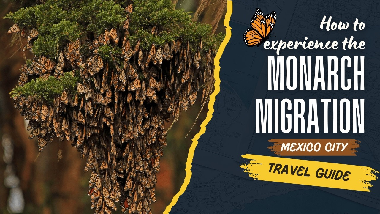 Monarch Butterfly Migration in Mexico: A Once-in-a-Lifetime Experience