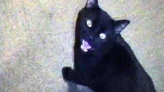 Talking Kitty Cat 9.5 - Forgot to buy Wet Food