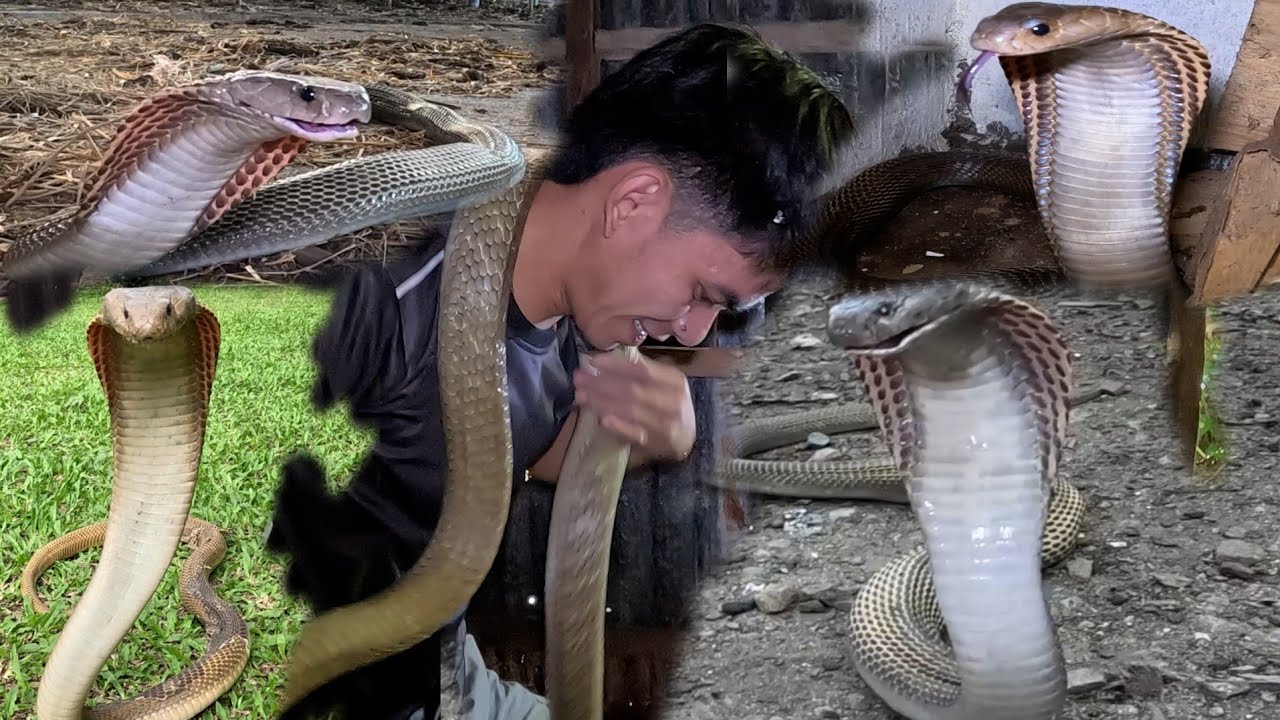 LIMANG COBRA MABILIS NAHULI NI COBRA PRINCE SA BUDEGA