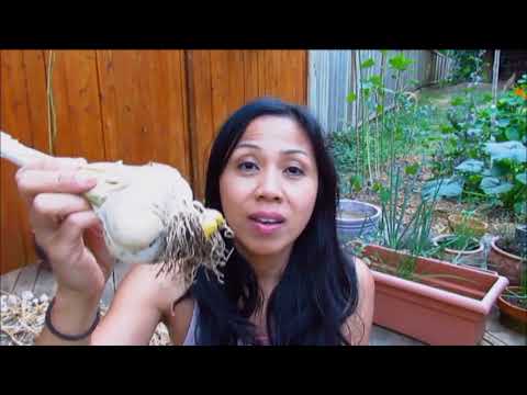 50 ათასი ერთი ჰექტრიდან, ნიორის სარგავი მასალის წარმოება ლა მანჩაში