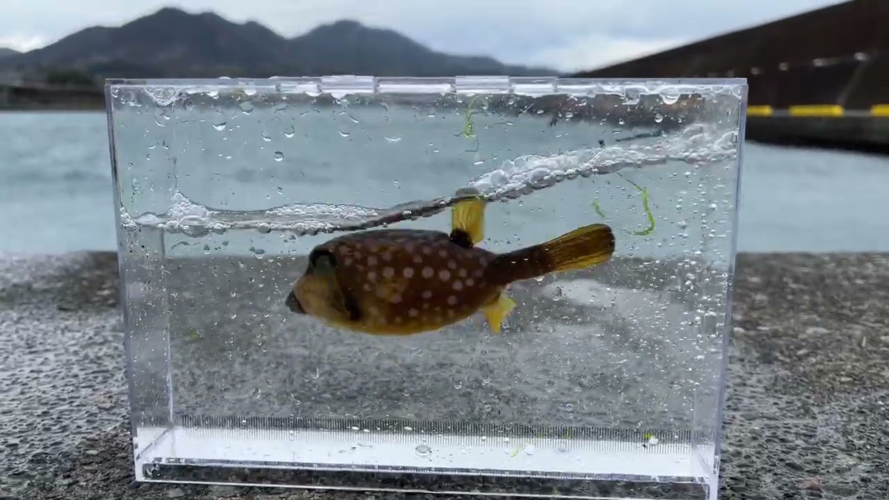 ハコフグ〜2つの毒を持つ｜スモールズー