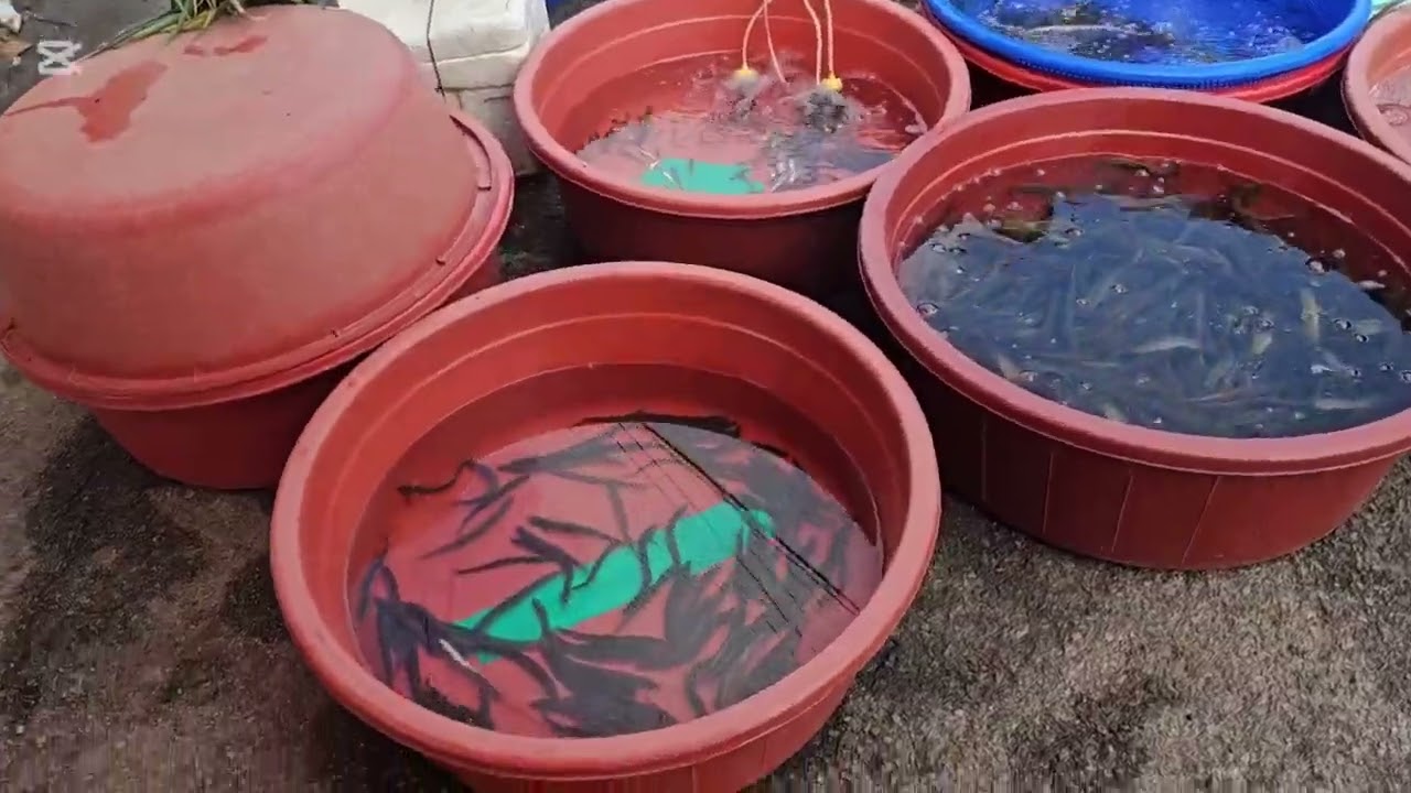 🎵제목:해리의 맥박 #해리의맥박 #노랫말  #애잔한 #노을빛 #그리움 #삶의흔적 #맥박 #기다림​ ​#해리시장 #재래시장 #장터 #추억 #고향 #적막 #전통시장 #오래된기억