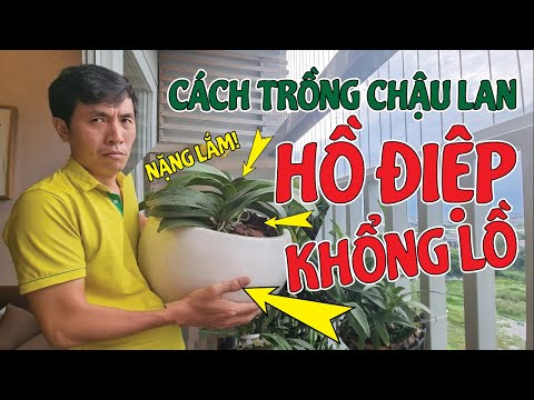 Video Mẹo Trồng Lan Hồ Điệp Vào Chậu Sứ Trồng Cây Mà Không... - youtube