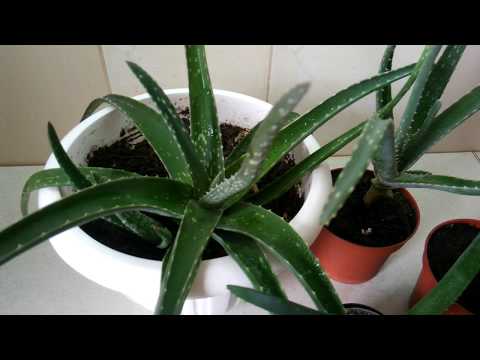 Столетник и алоэ вера: в чём разница? Agave and aloe Vera: what is the difference?