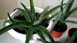 Столетник и алоэ вера: в чём разница? Agave and aloe Vera: what is the difference?