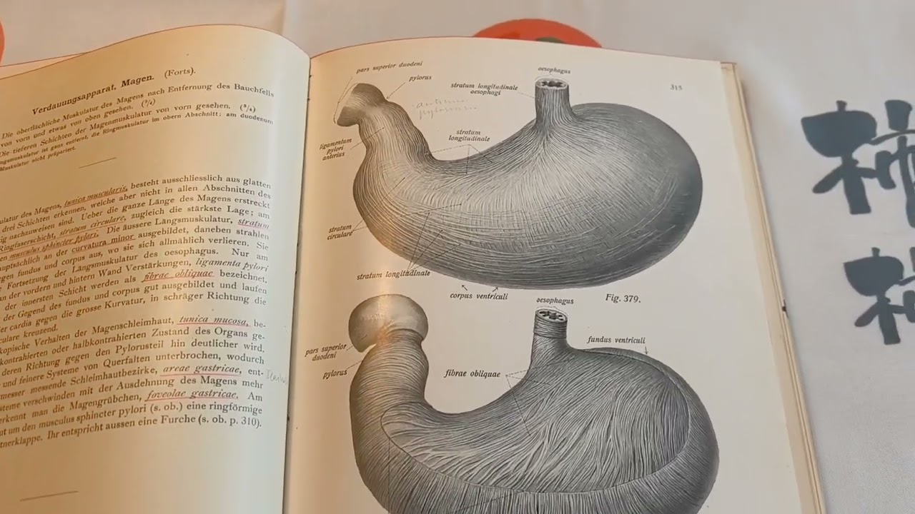 欣赏下110 年前的德国解剖学教科书- YouTube