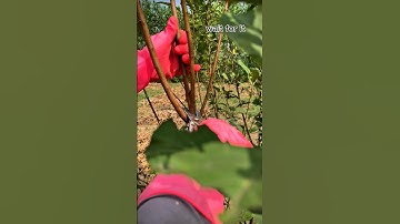 Essential Pruning Tips for Death Plum Trees"#satisfying #pruning #shorts