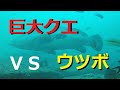 巨大クエVSウツボ 水中映像