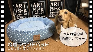 【ダックスフンド】りくじぃの日常アイテムNo.3「冷感ラウンドベッドで夏も快適？」Useful items of Dachshund Riku