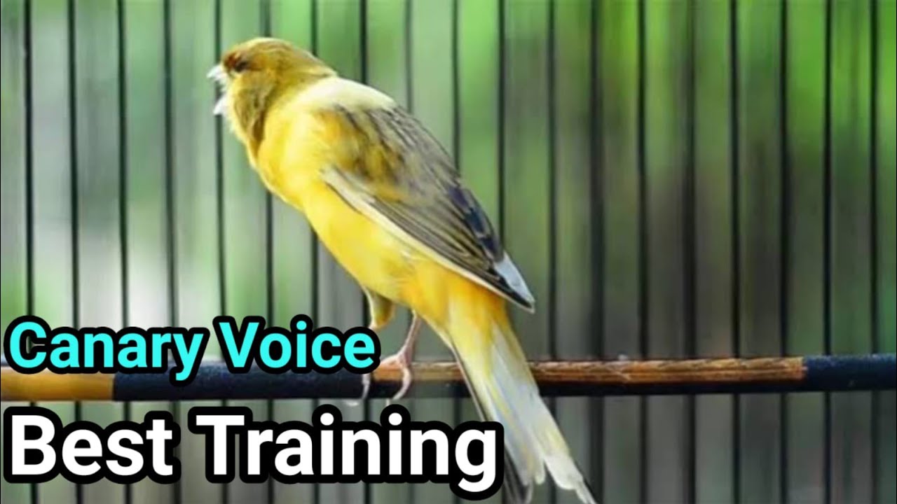 Most Beautiful Canary Bird Singing Song For Training Canaries - YouTube