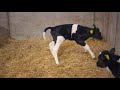 FarmOps For Calf Registration 2021