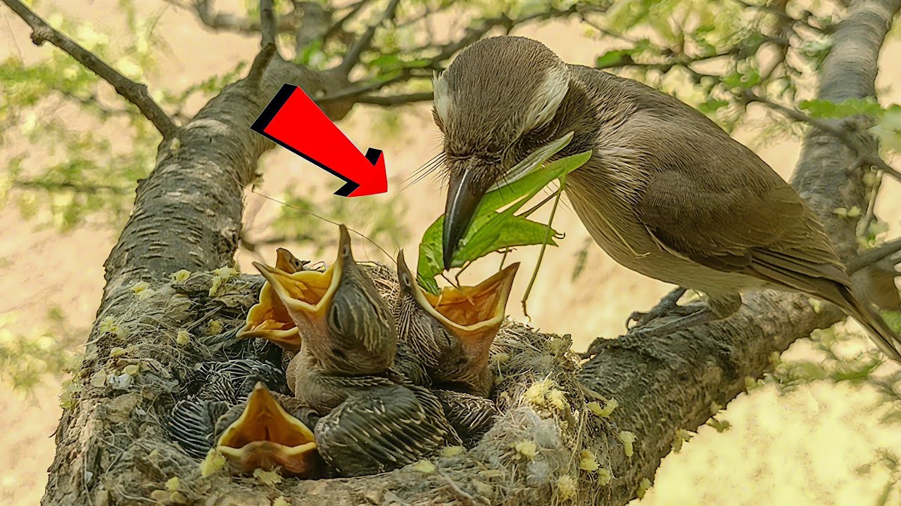 Common Woodshrike bird is feeding insect to its babies