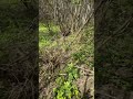 #fyp #walk #forest #shortvideo #youtube