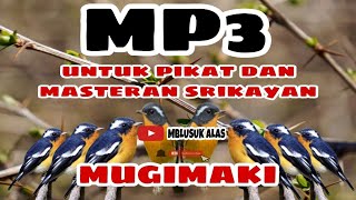 Mp3 Pikat Dan Masteran Burung Srikatan Mugimaki Terbaru Ampuh Untuk Mikat Dan Meningkatkan Birahi