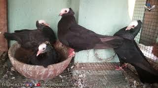 MY BREEDING CAGES || REVIEW || GN PIGEONS ||
