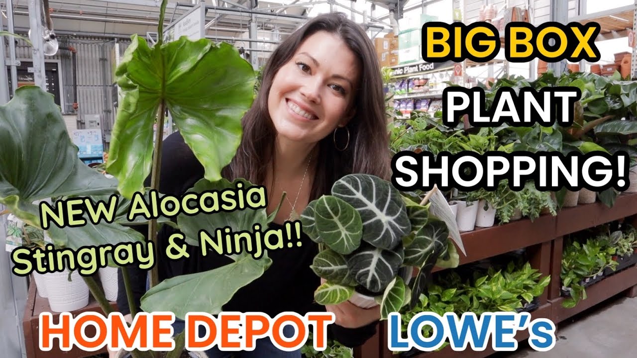 Alocasia Plant Box