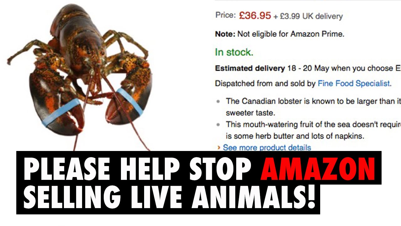 Amazon Sell Live Animals On Their site?! Please Help! YouTube