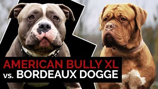 American Bully XL vs. Bordeaux-Dogge | Aggressive Kampfhunde oder Familienhunde? Training &amp; Infos