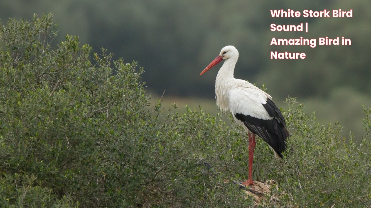 Storks Sing White Stork Bird Sound | Amazing Bird in Nature - YouTube