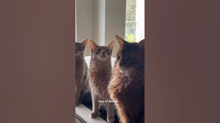 Video 7529761: cats catlover kitten, adorable kitten catlover, somali cat breed, tom cat, fluffy cat, brown cat, boy cat, feeding, blue cat