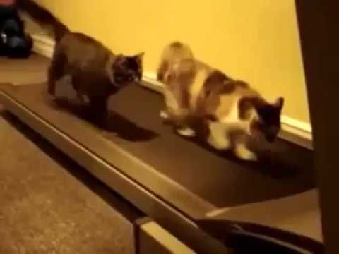 القطط تلعب الرياضة