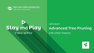 Stay and Play - Let's learn Advanced Tree Pruning with Urban Forestry