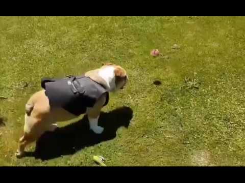 camera iphone 8 plus apk Best Dog toy 2017 - Hours of fun