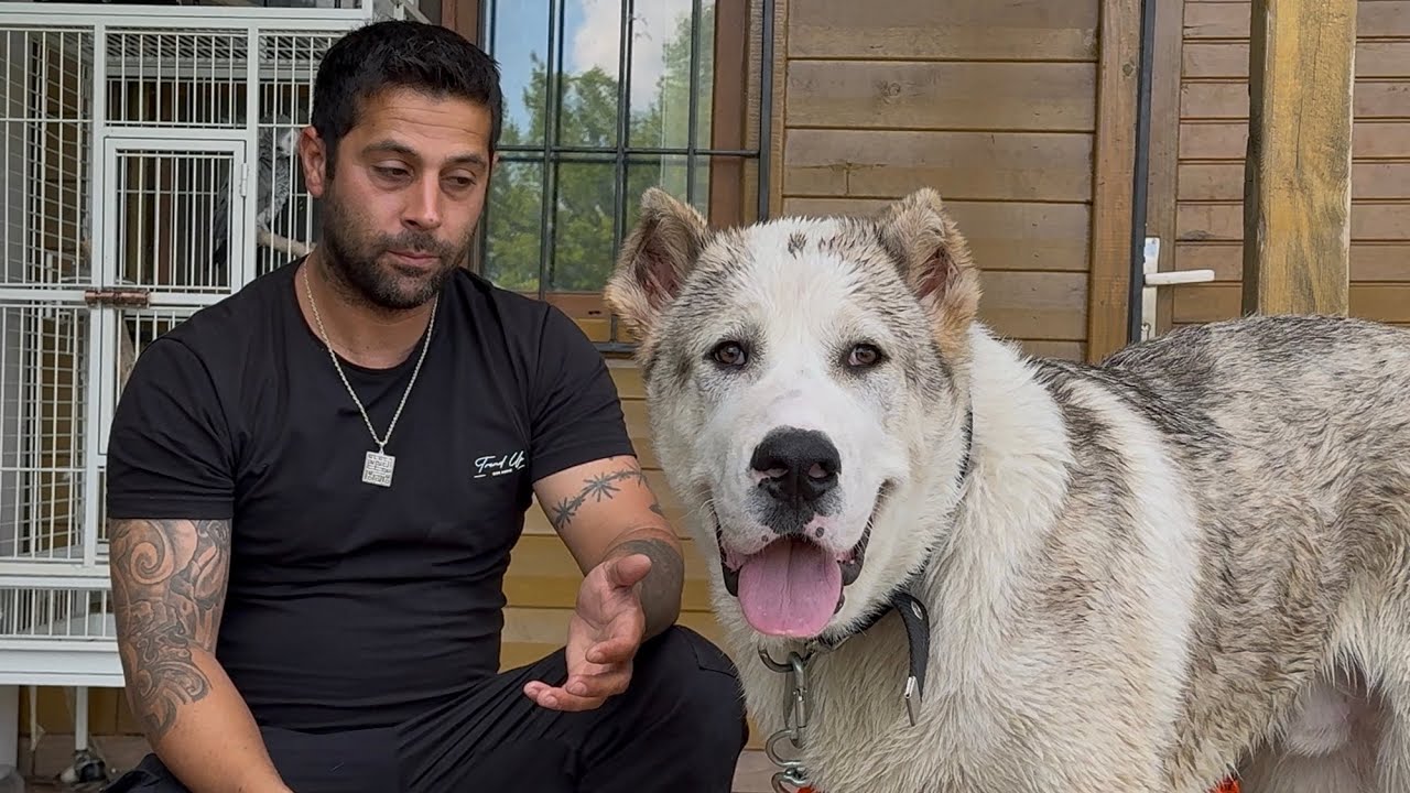 ÇEÇENİSTAN’IN SAVAŞÇI KÖPEĞİ ARTIK BENİM: VOLKODAV TANK İLE TANIŞIN @WOGZDOGZTV  VLOG