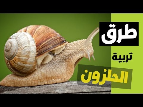 فيديو: كيفية إطعام الحلزون