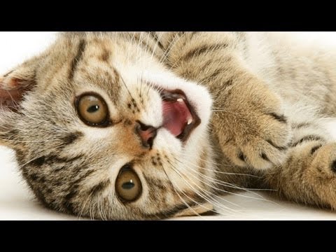 Как отругать кота