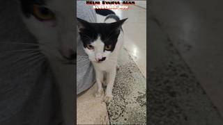 Download Lagu Si belang ikut nunggu buka bersama 😻 #amazingshorts #imut #cat #funny MP3