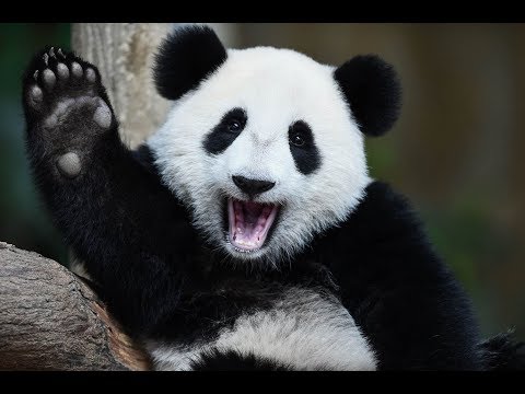 funny-pandas-🐼-epic-laughs---how-many-times-do-pandas-fall-down-every-day-countless!