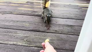 Squirrel IMG 2761