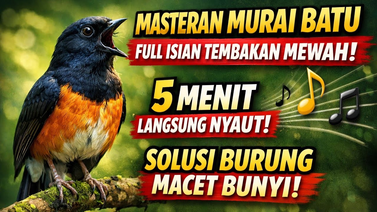 PARAHHH‼️ MASTERAN MURAI BATU FULL ISIAN TEMBAKAN MEWAH, KACER, CUNGKOK, CILILIN, KATEM, KENARI DKK.