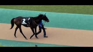 アステロイドベルト の競走馬情報 Pog Info