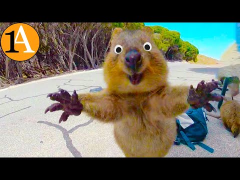 Video: Wo leben Quokkas?