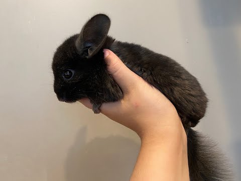 Video: How long do chinchillas live at home?