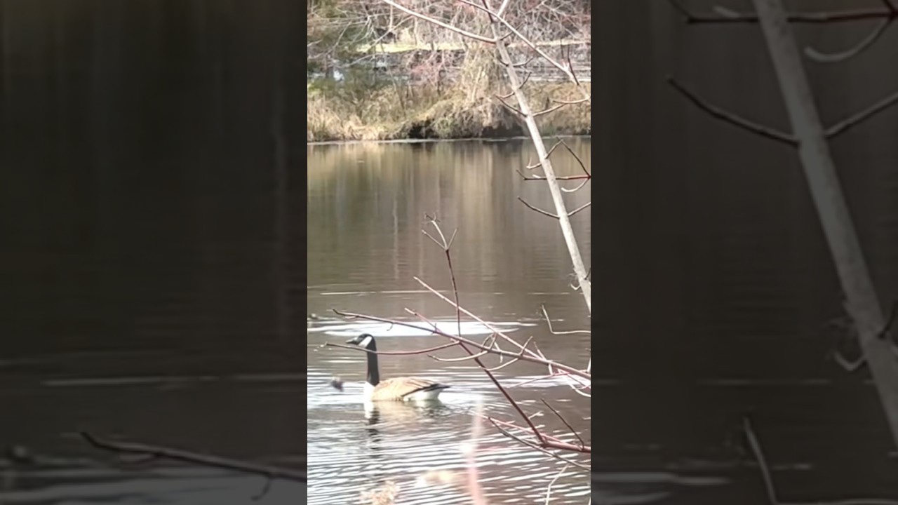 Why This Pond is Always Full of Ducks